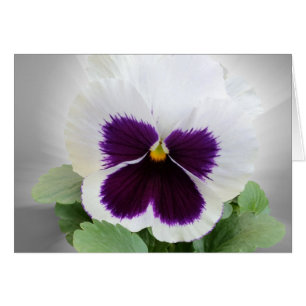 Pansy lila white