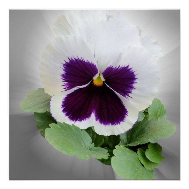 Pansy lila white poster (Vorderseite)