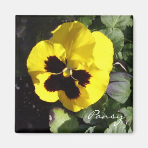 Pansy-Magnet Magnet