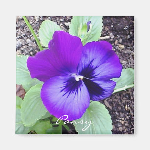 Pansy-Magnet Magnet