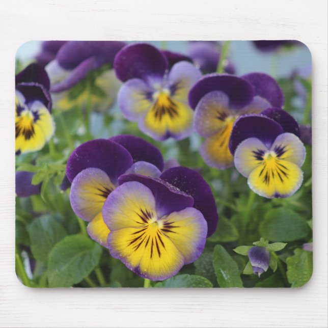 Pansy Mousepad (Vorne)