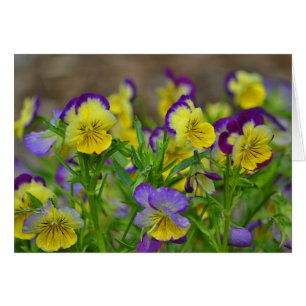 Pansy Notecard