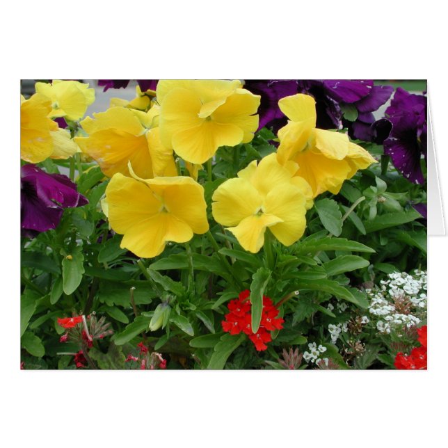 Pansy Pannier (Vorderseite (Horizontal))