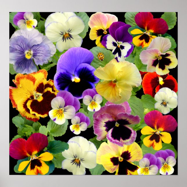 PANSY PATCHWORK ~ DRUCK/POSTER POSTER (Vorne)