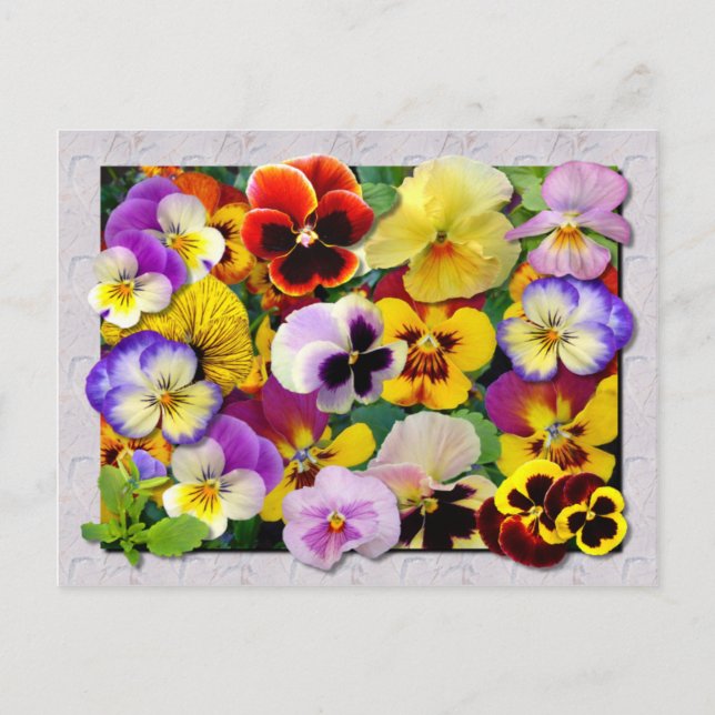 PANSY PATCHWORK POSTKARTE (Vorderseite)