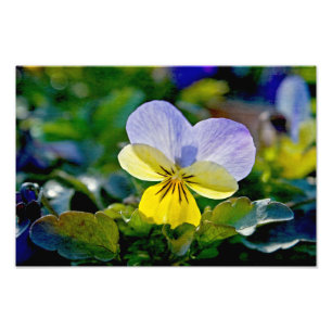 Pansy Perfection Fotodruck