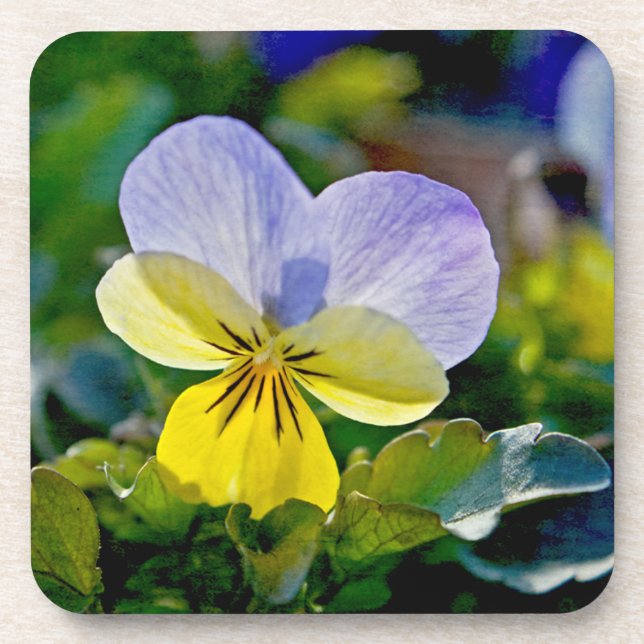 Pansy Perfection Untersetzer (Vorderseite)