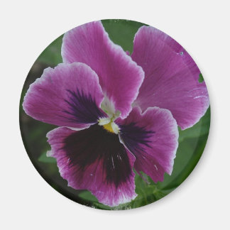 Pansy Pictures Round Magnet