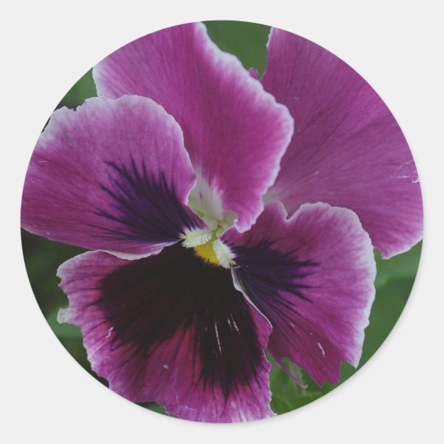 Pansy Pictures Sticker (Vorderseite)
