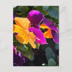 Pansy Postcard Orange und Lila Postkarte