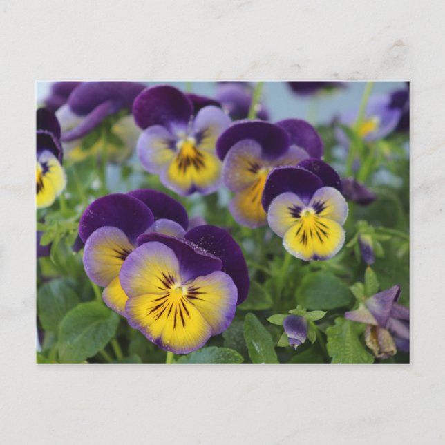 Pansy Postcard Postkarte (Vorderseite)