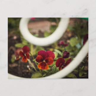 Pansy Postcard Postkarte