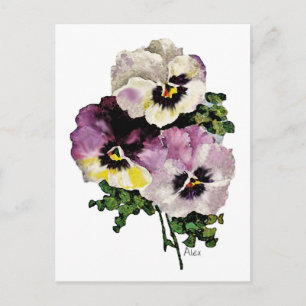 Pansy Postkarte