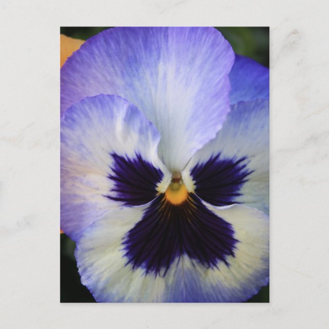 Pansy Postkarte (Vorderseite)