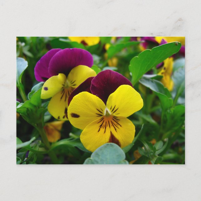 Pansy Postkarte (Vorderseite)