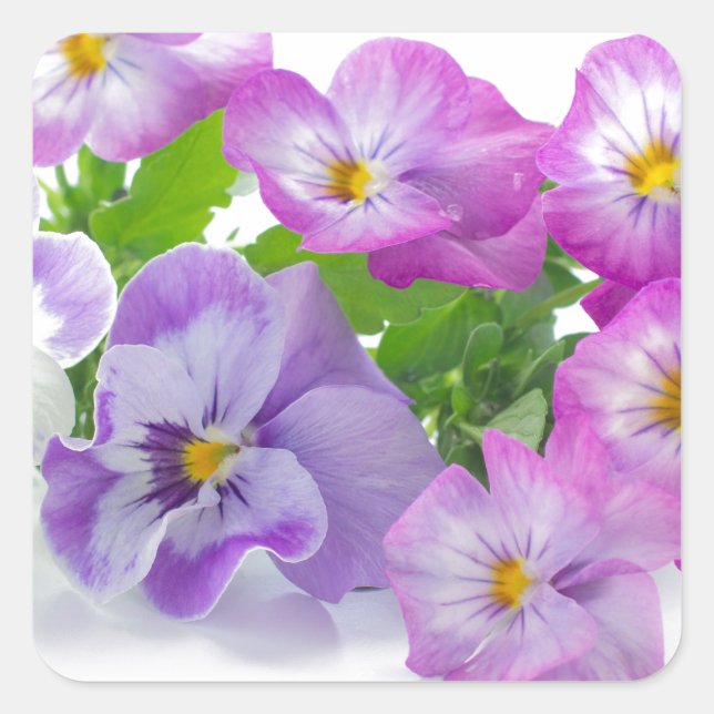 pansy quadratischer aufkleber (Vorderseite)