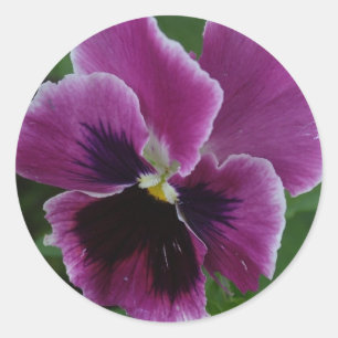 Pansy stellt Aufkleber dar