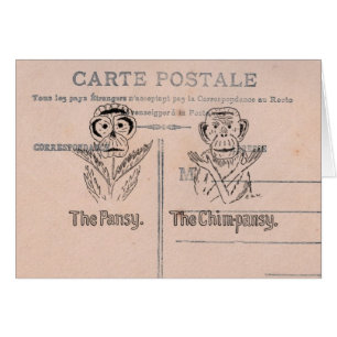 Pansy und Chimp Spaß