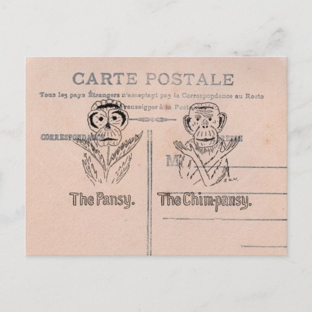 Pansy und Chimp Spaß Postkarte (Vorderseite)