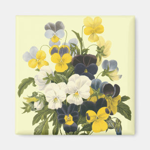 Pansy Violets Botanische Kunst Magnet