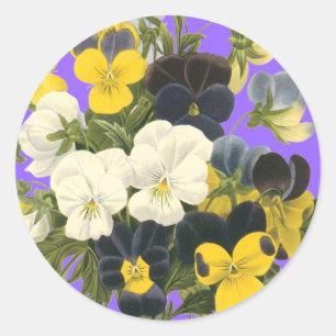 Pansy Violets Sticker der botanischen Kunst