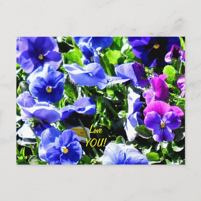 Pansy vom Zuhause Depot Postkarte (Vorderseite)