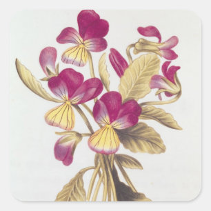 Pansy, von "La Guirlande de Julie", c.1642 Quadratischer Aufkleber