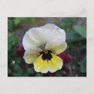 Pansy Weiße und Gelbe Postkarte