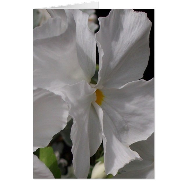 Pansy White (Vorne)