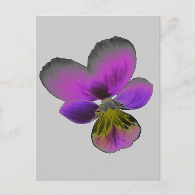 Pansy Wild Dark Lila Postcard Postkarte (Vorderseite)
