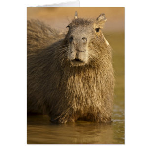 Pantanal, Brasilien, Capybara, Hydrochoerus