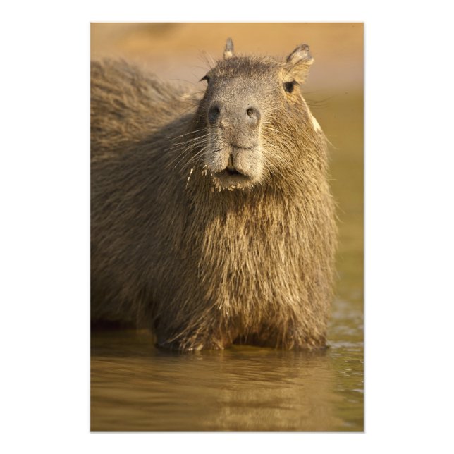 Pantanal, Brasilien, Capybara, Hydrochoerus Fotodruck (Vorne)