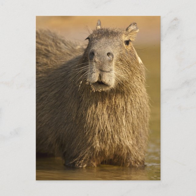 Pantanal, Brasilien, Capybara, Hydrochoerus Postkarte (Vorderseite)