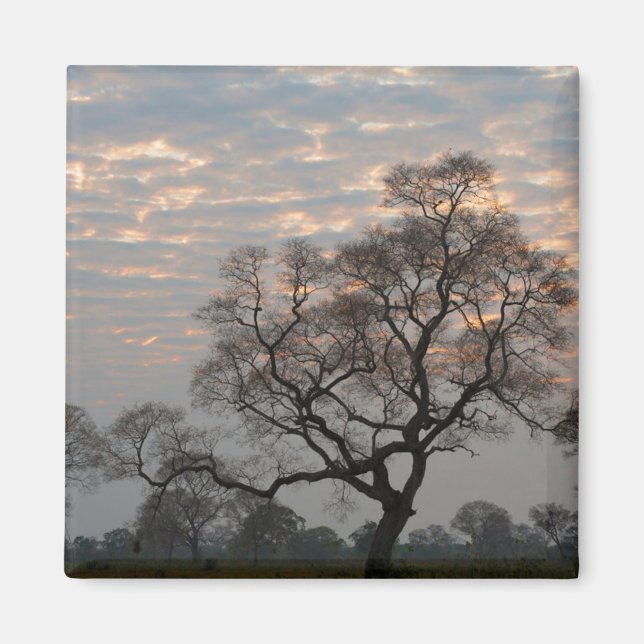 Pantanal Feuchtgebiete | Südamerika, Brasilien Magnet (Vorne)