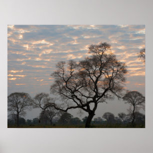 Pantanal Feuchtgebiete   Südamerika, Brasilien Poster