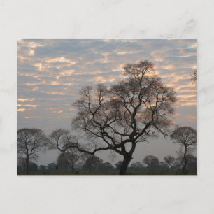Pantanal Feuchtgebiete Südamerika, Brasilien Postkarte