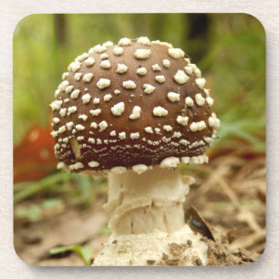 Panther Cap Mushroom Hard Plastic Coasters Untersetzer