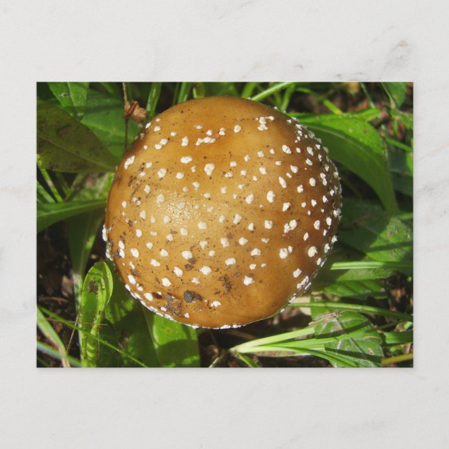 Panther Cap Mushroom Postcard Postkarte (Vorderseite)