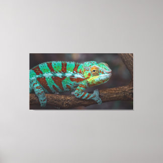 Panther Chameleon Canvas Print Leinwanddruck