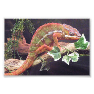 Panther Chameleon Fotodruck