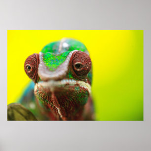 Panther Chameleon, Madagaskar Poster