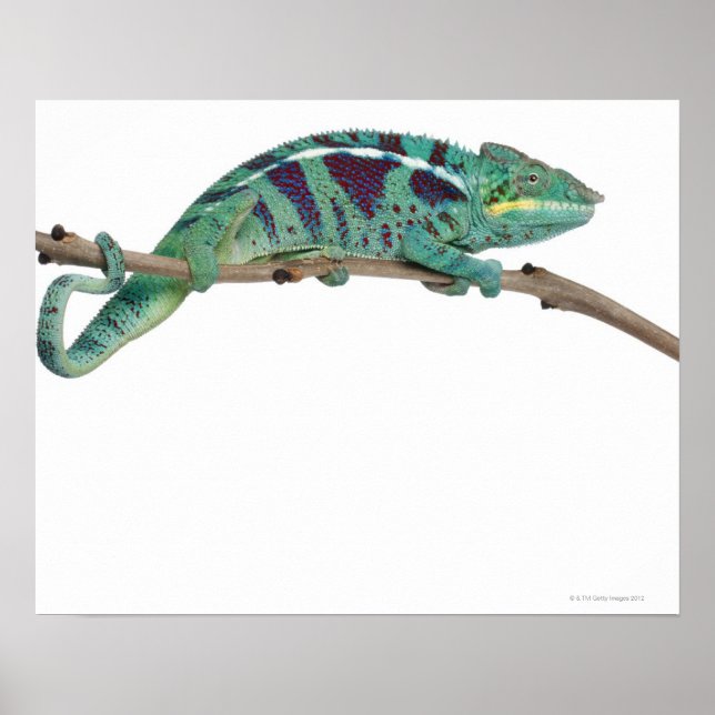 Panther Chameleon Nosy Be (Furcifer pardalis) Poster (Vorne)