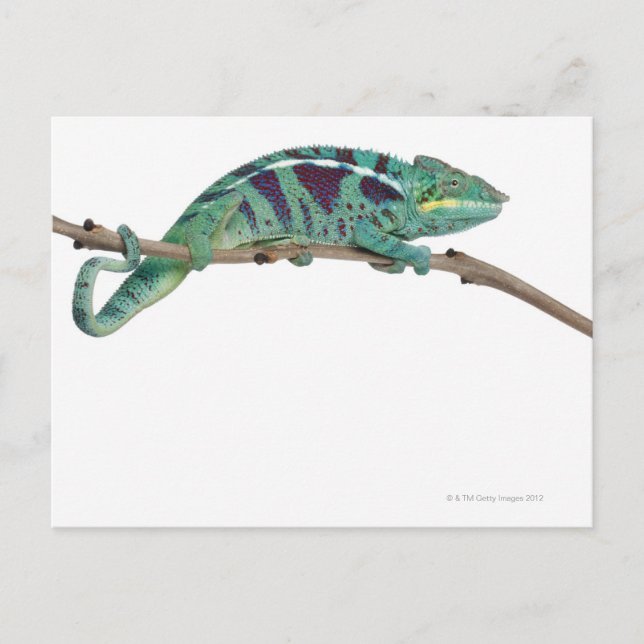 Panther Chameleon Nosy Be (Furcifer pardalis) Postkarte (Vorderseite)