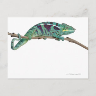 Panther Chameleon Nosy Be (Furcifer pardalis) Postkarte