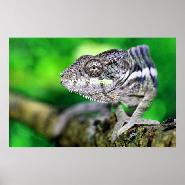 panther chameleon poster (Vorne)