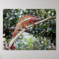 Panther chameleon