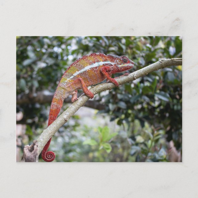 Panther chameleon postkarte (Vorderseite)