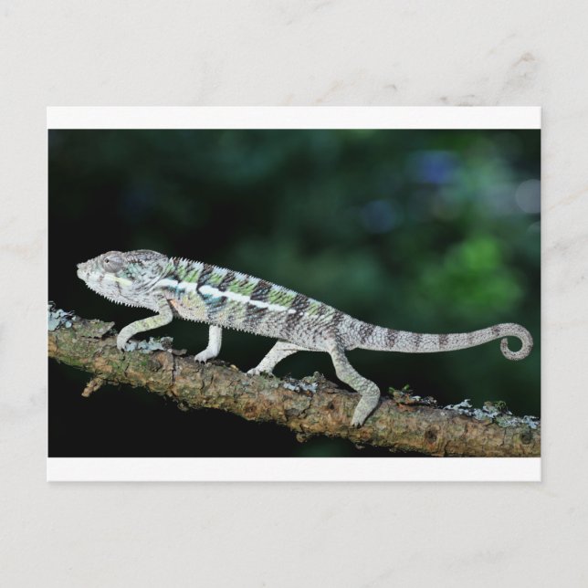 Panther Chameleon Postkarte (Vorderseite)