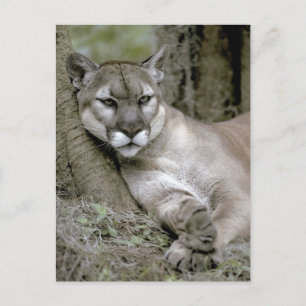 Panther Florida, Felis concolor coryi, Postkarte