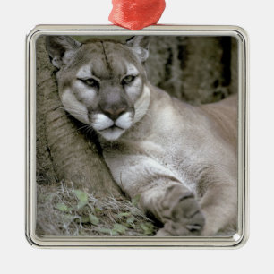 Panther Florida, Felis concolor coryi, Silbernes Ornament